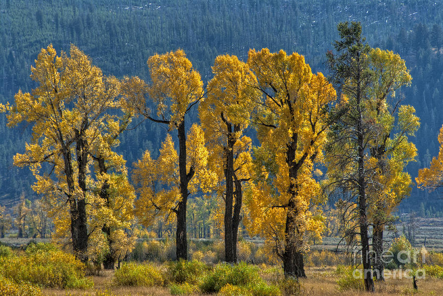 Lamar Valley, Yellowstone National Park Photograph by Mark Newman
