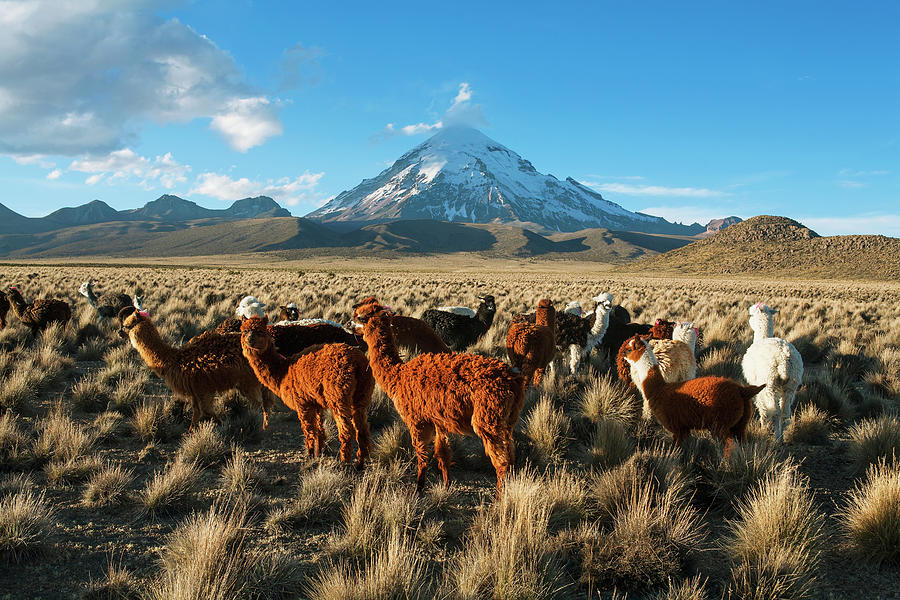 Lamas In Front Of Nevado Sajama, Sajama Photograph by Carl Bruemmer