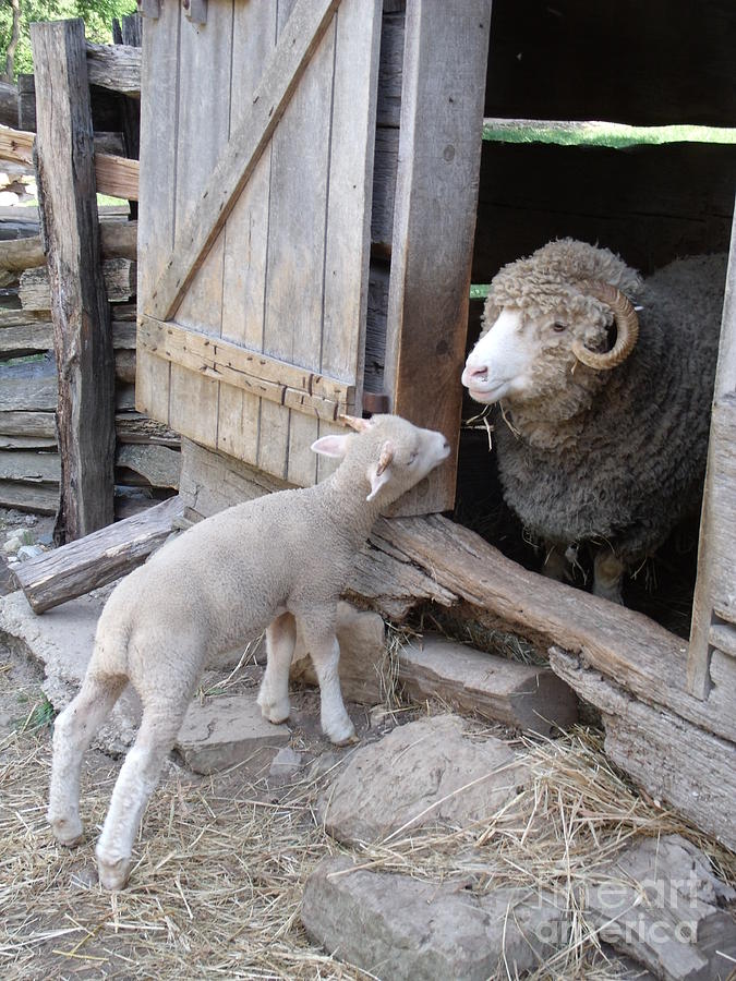 Lamb And Ram At Lincoln Log Cabin State Historic Site In Coles Co