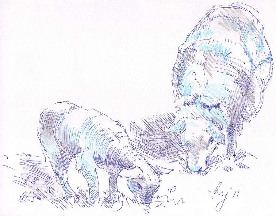 Lamb And Sheep Drawing Drawing by Mike Jory