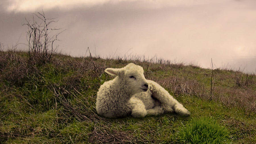 Lamb by Still Waters Digital Art by M Spadecaller