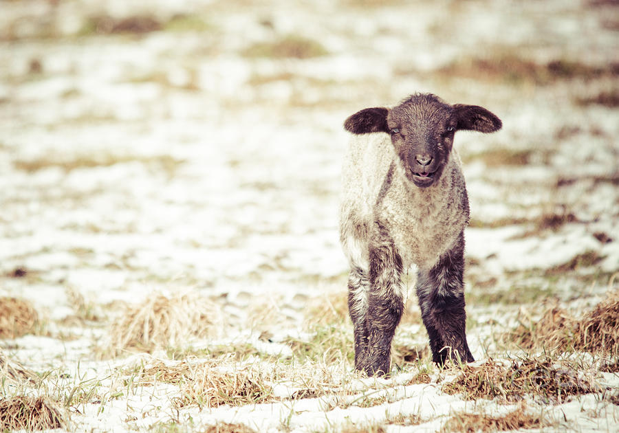 Lamb Photograph by Cheryl Baxter
