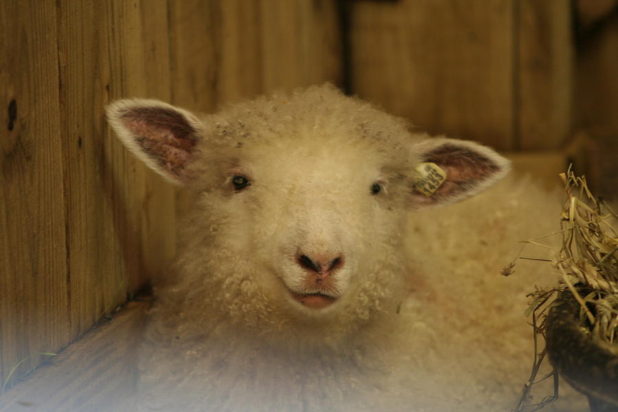 Lamb Chop Photograph by Valerie Collins