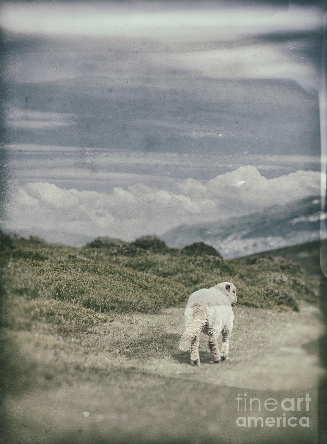 Sheep Photograph - Lamb by Amanda Elwell
