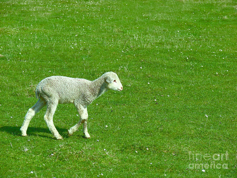 Lamb Photograph