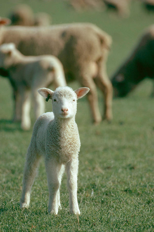 Lamb Photograph by Elisabeth Weiland - Fine Art America