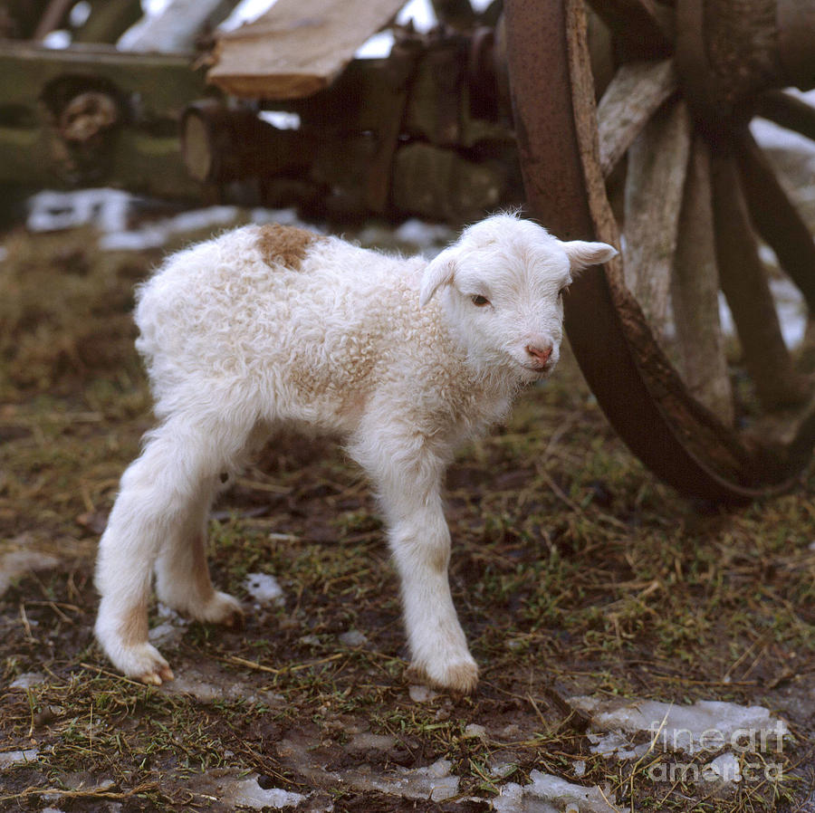Sheep Photograph - Lamb #1 by Hans Reinhard Okapia