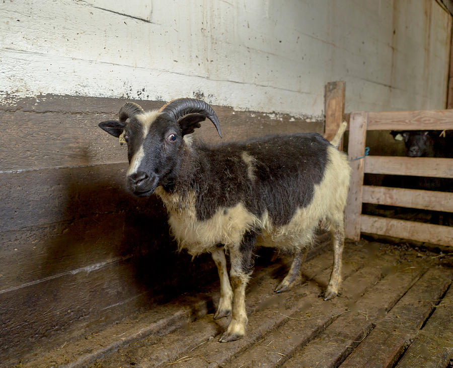 Farm Photograph - Lamb In A Pen, Ewe, Eastern Iceland by Panoramic Images