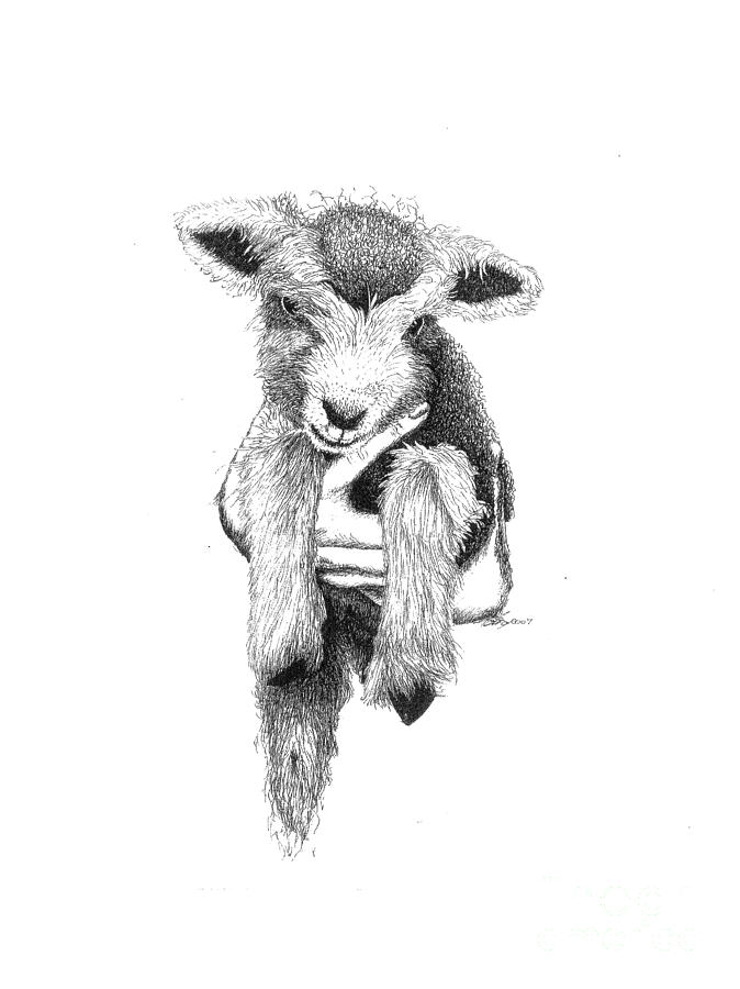 Lamb In Hand Drawing by Petra Stephens