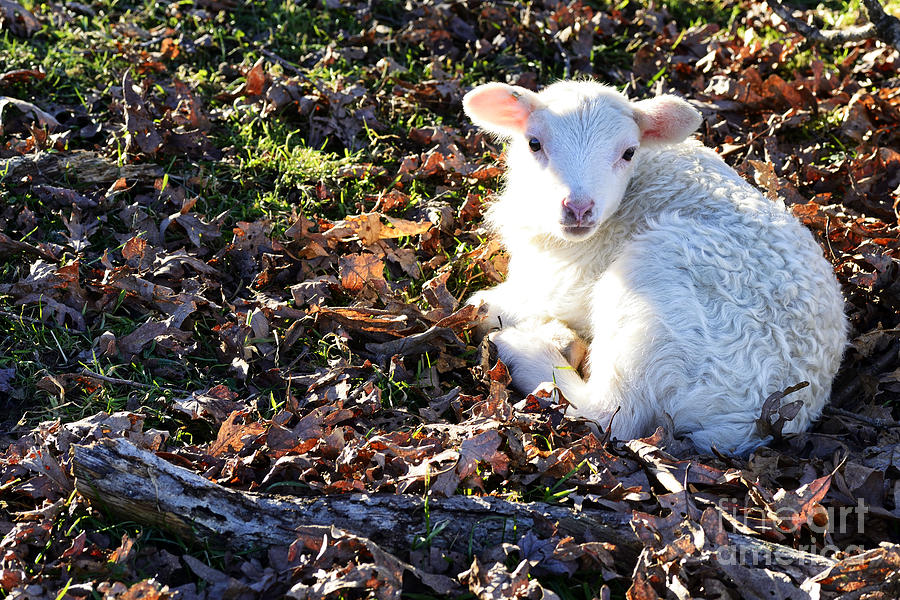 Lamb in Leaves Photograph by Thomas R Fletcher