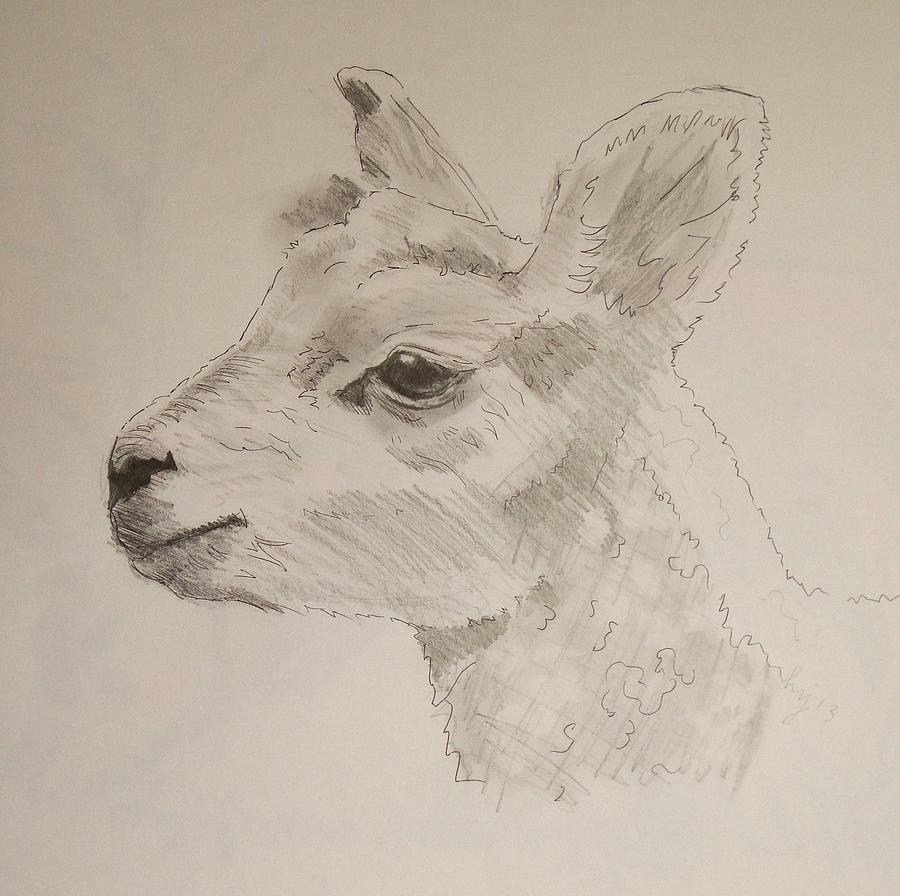 Lamb Drawing by Mike Jory