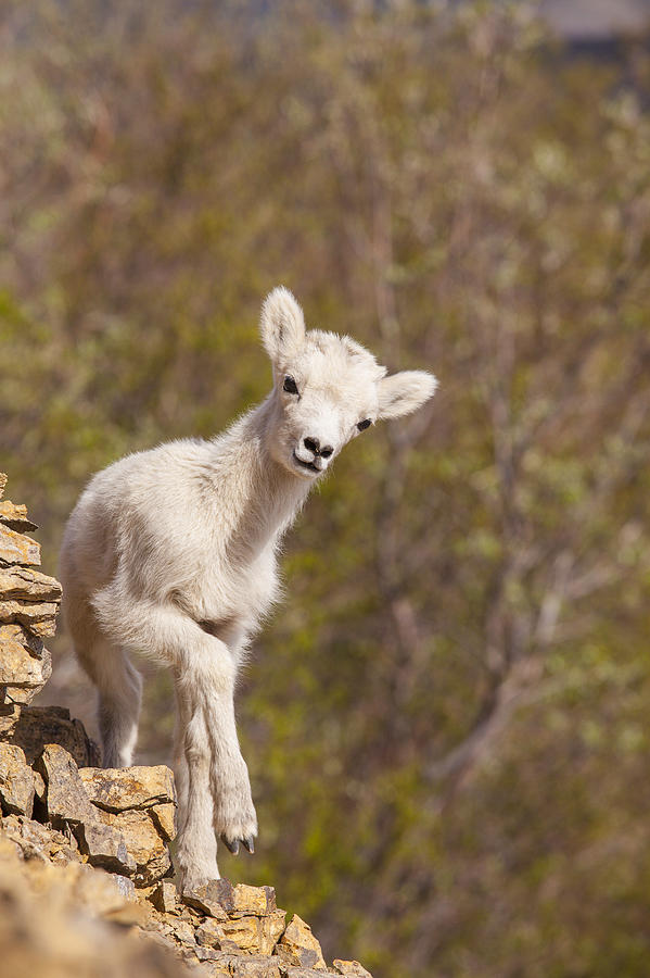 Alaska Photograph - Lamb on the Rocks by Tim Grams Alaska Photograph - Lamb on the Rocks by Tim Grams