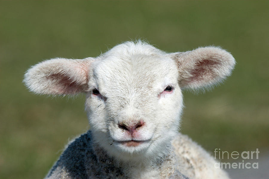 Lamb Portrait Photograph by Tierbild Okapia