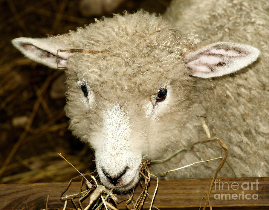 Lamb Photograph by Raymond Earley