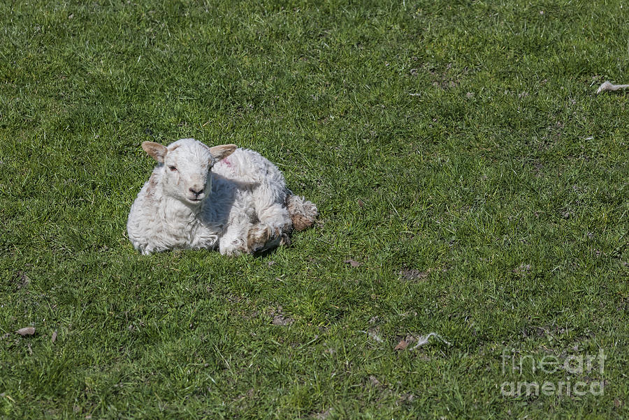 Lamb Resting Photograph