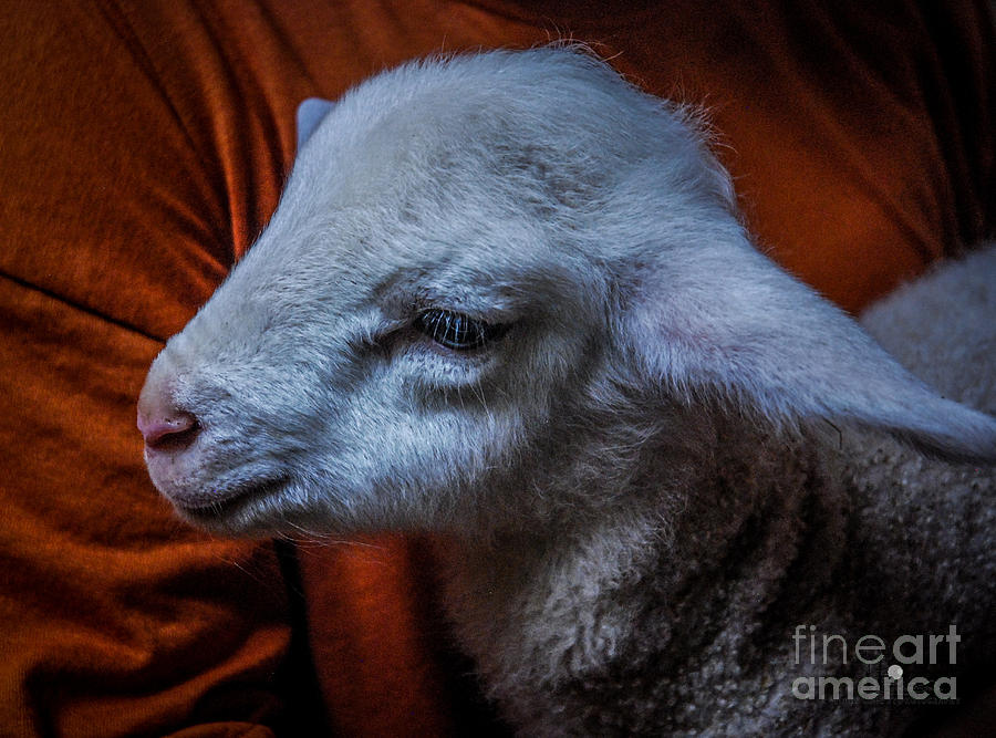 Lamb Photograph by Ronald Grogan