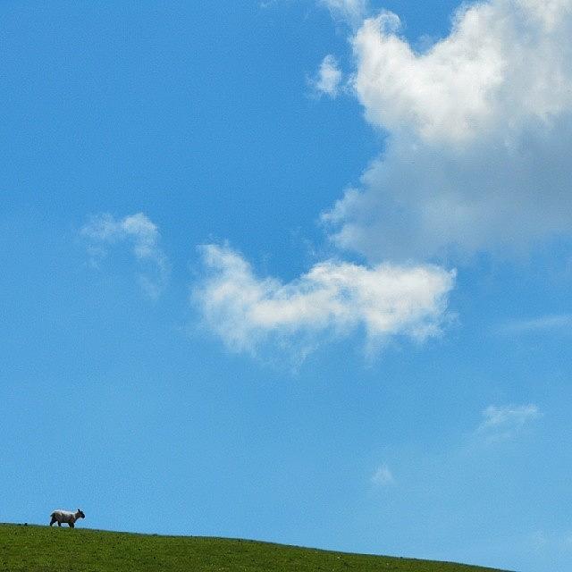 Sheep Photograph - #lamb #sheep #latergram #minimal by Linandara Linandara