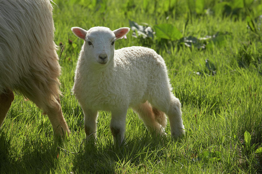 Lamb, Wales, United Kingdom Photograph by David Wall - Fine Art America