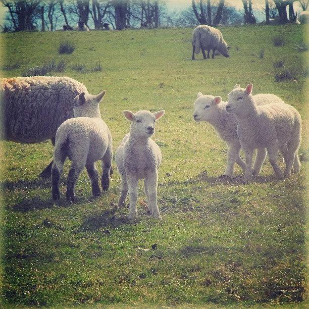 Spring Photograph - #lambs. .. #wales #spring #all_shots by Linandara Linandara