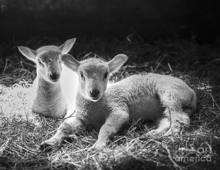 Farm Photograph - Lambs by Alana Ranney