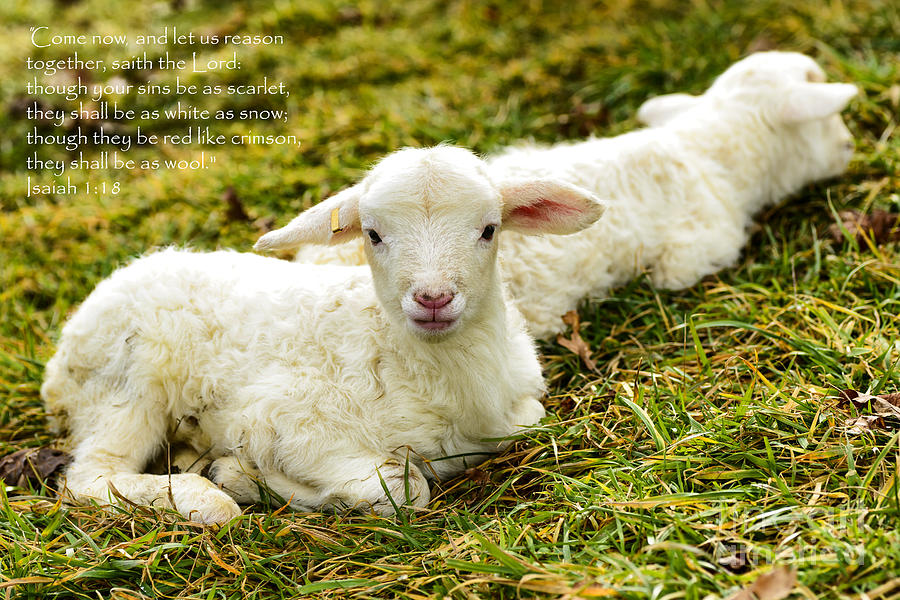 Winter Photograph - Lambs and Scripture by Thomas R Fletcher