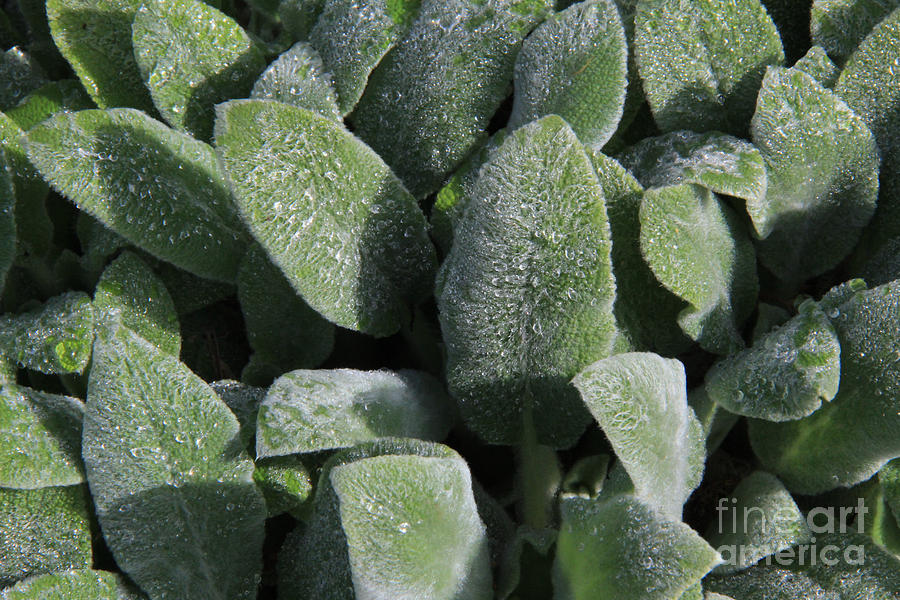 Lambs Ear Leaves With Waterdrops  Photograph by Anne Nordhaus-Bike
