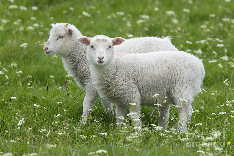 Lambs In Spring Photograph by Bill Coster FLPA