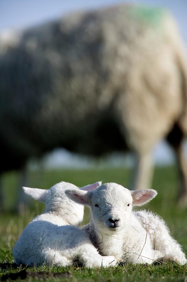 Lambs Resting In The Sun Photograph by David Woodfall Images/science Photo Library