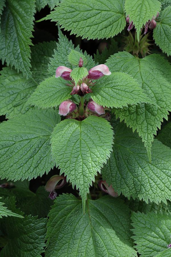 Flower Photograph - Lamium Orvala. by Geoff Kidd/science Photo Library