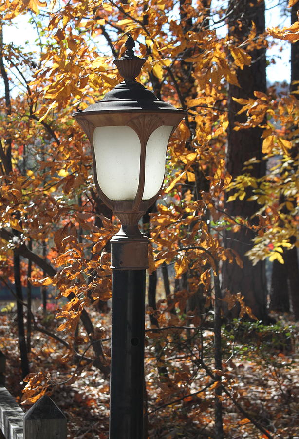 Fall Photograph - Lamp Post and Leaves by Cathy Lindsey