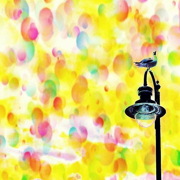 Abstract Photograph - Lamp Post by Chris Drake