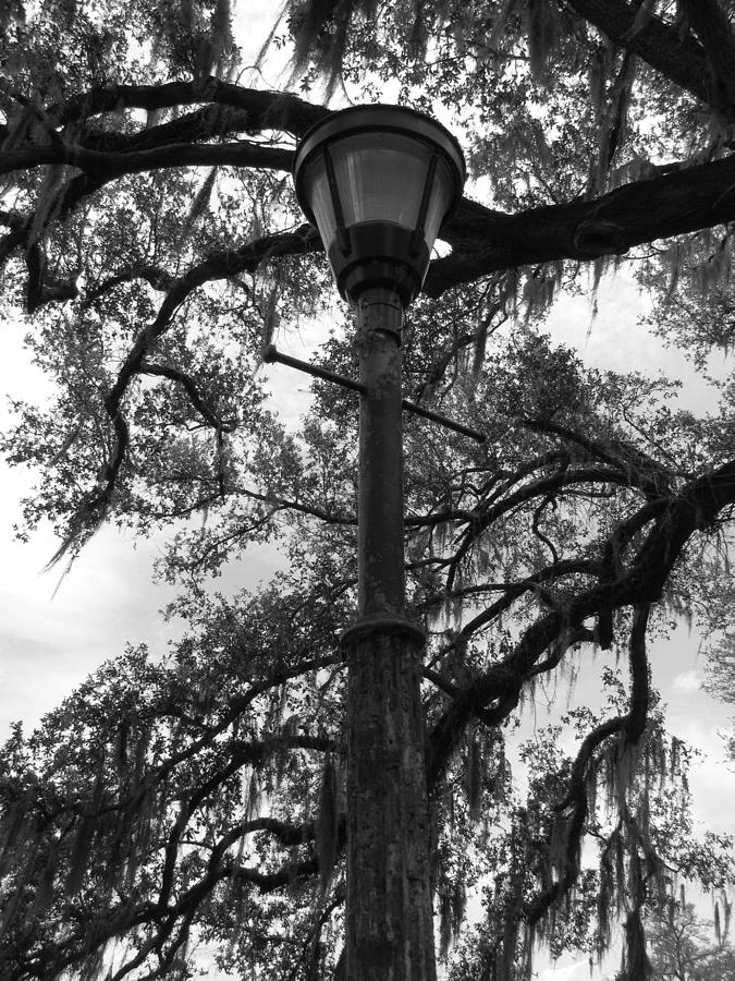 Lamp Post II Photograph by Beth Vincent