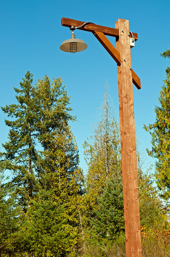 Lamp Post in the Woods Photograph by Tikvahs Hope