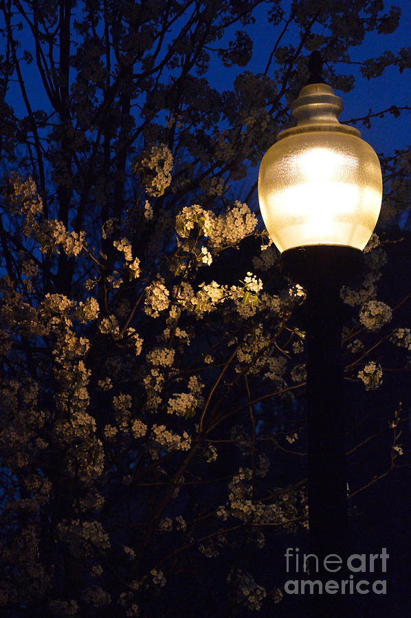 Lamplight 1 Photograph by Alys Caviness-Gober