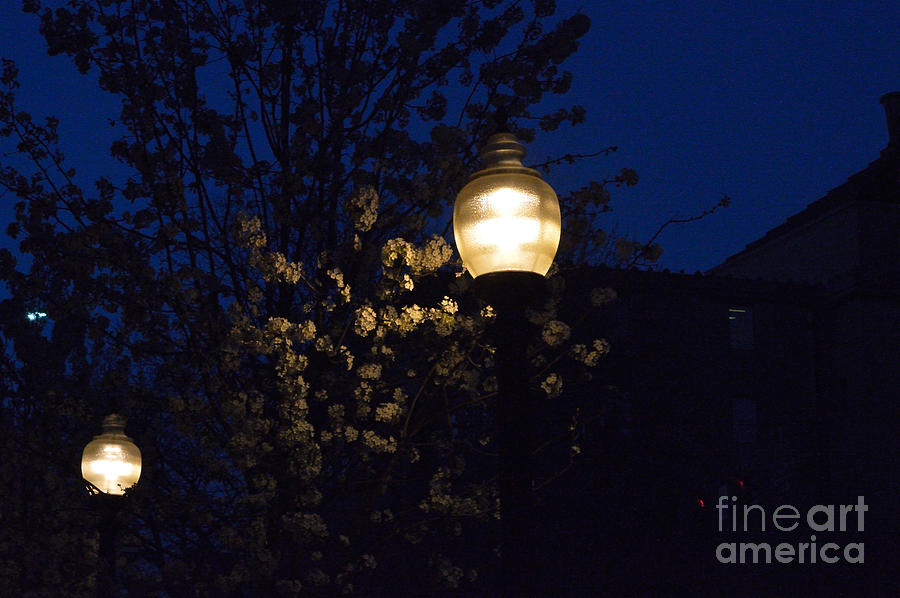 Lamplight 2 Photograph by Alys Caviness-Gober