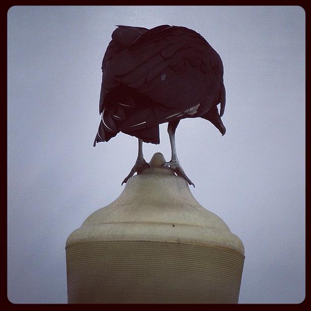 Wildlife Photograph - #lamppostbirdies #blackbird by Robb Needham