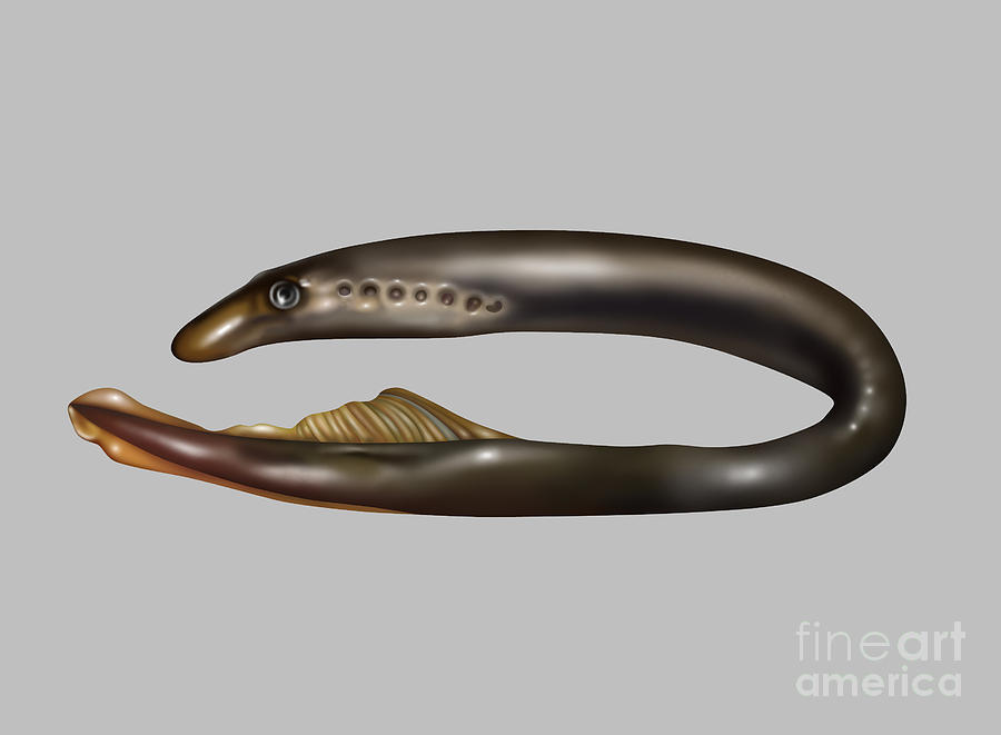 Nature Photograph - Lamprey Eel, Illustration by Gwen Shockey
