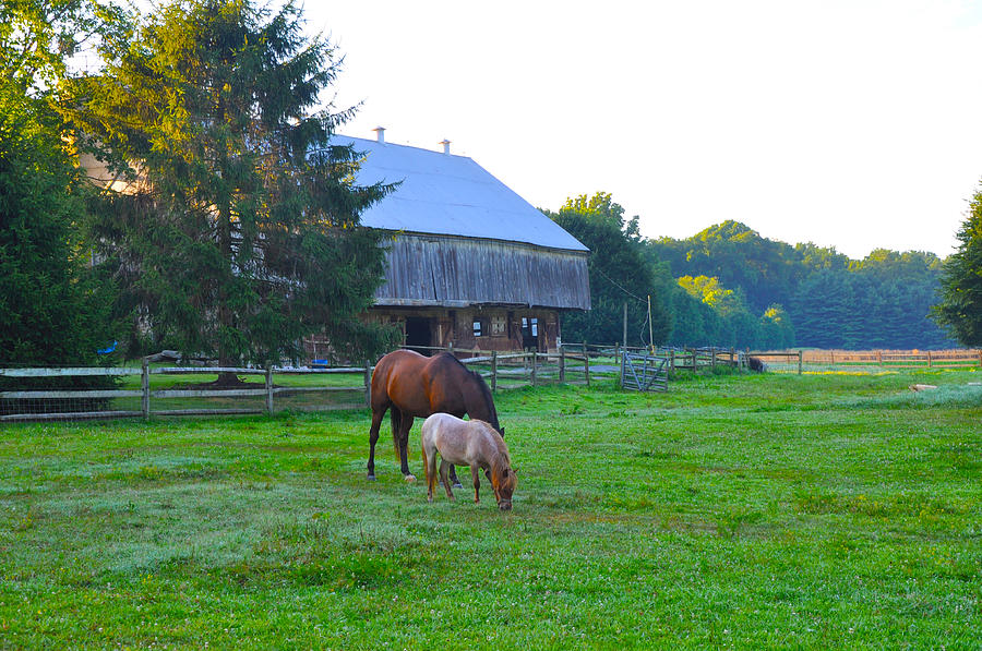 Horse Photograph - Lancaster County Farm by Bill Cannon
