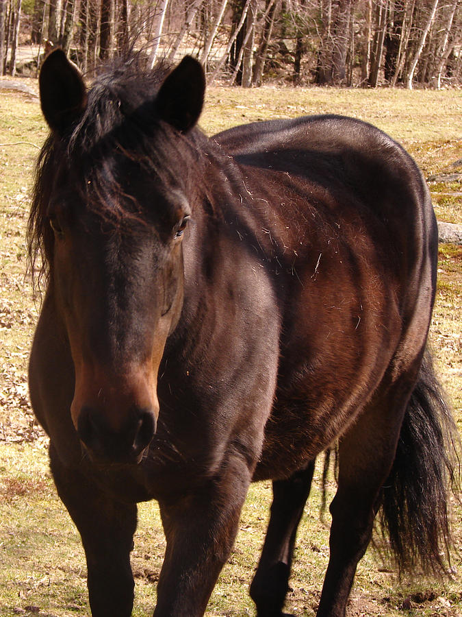 Horse Photograph - Lancer - The Weather Horse by Cynda Warren Joyce