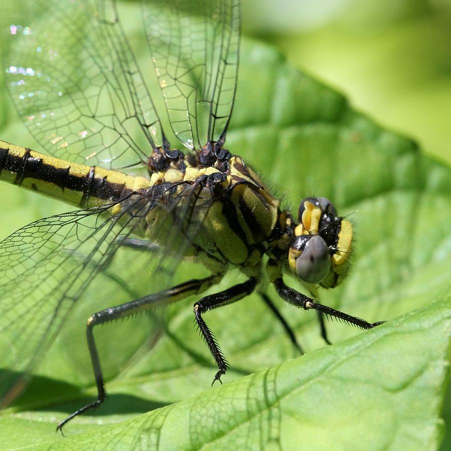 Lancet Clubtail Dragonfly in Profile Photograph by Doris Potter
