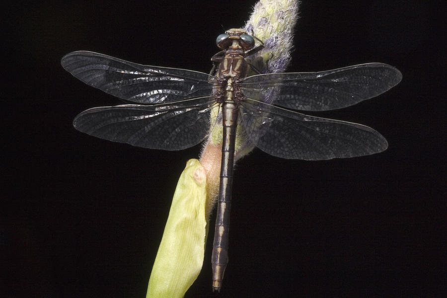 Lancet Clubtail Dragonfly Photograph by Paul Whitten