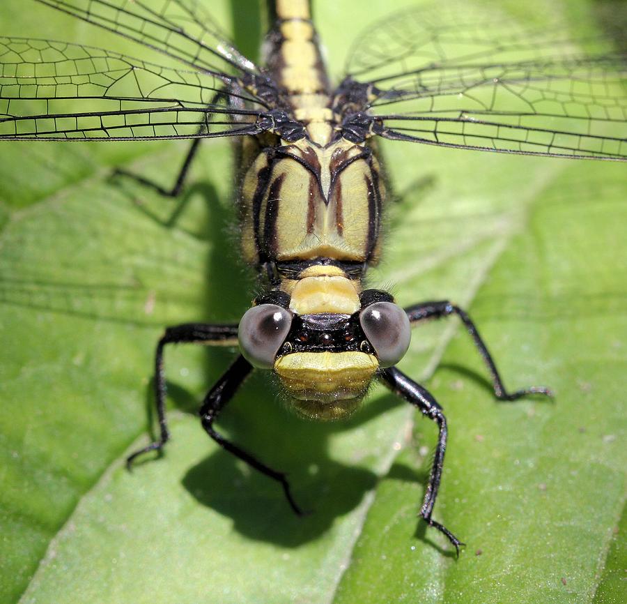 Lancet Clubtail Dragonfly up close Photograph by Doris Potter