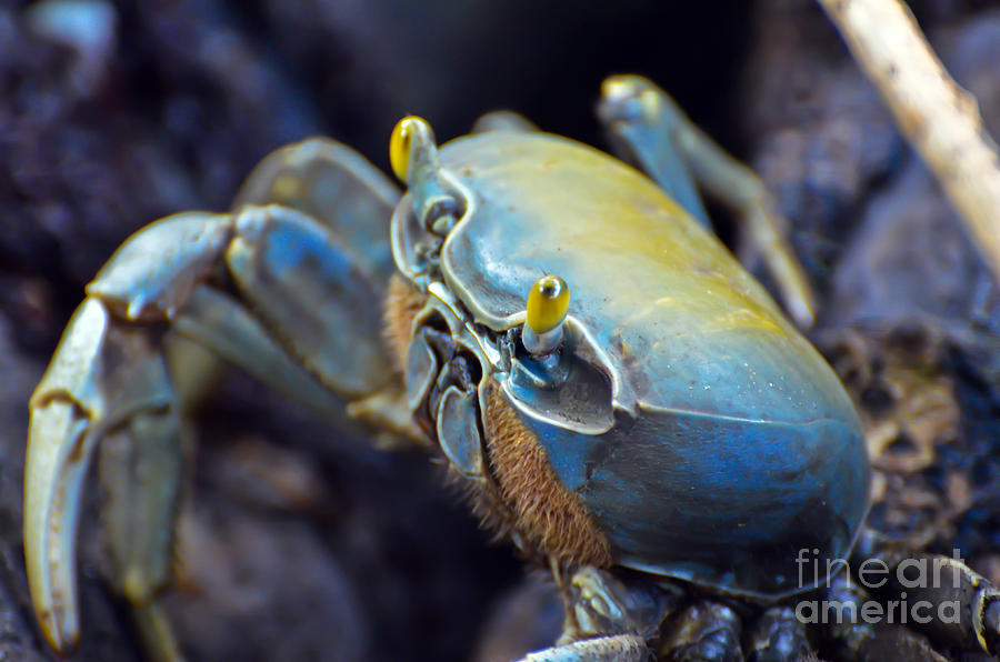 Land Crab Photograph by PatriZio M Busnel