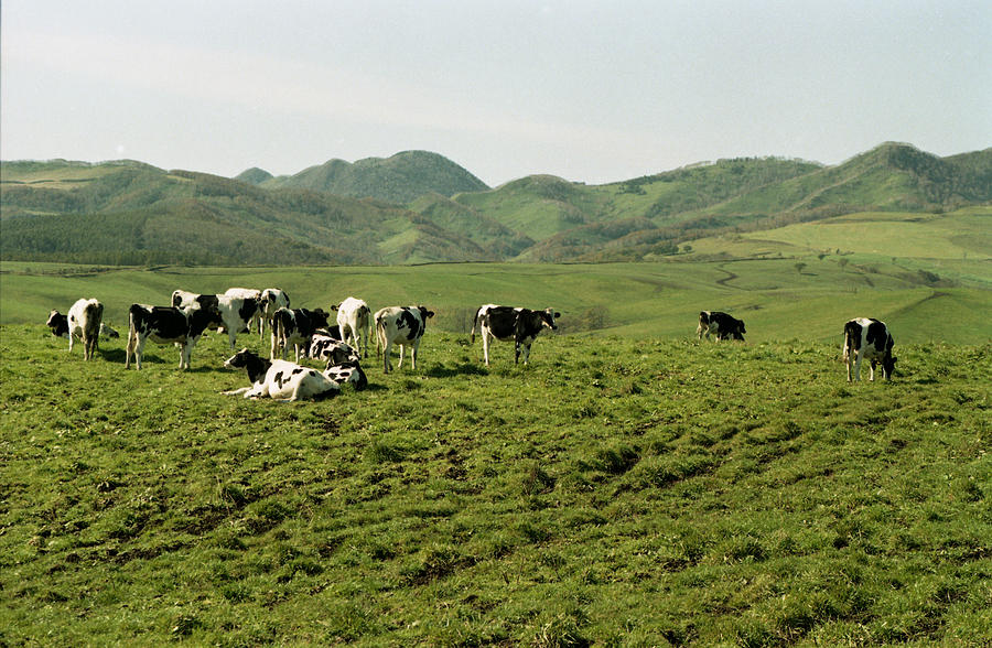 Land For Cows Photograph by Images From Hokkaido,japan, Threepinner@hotmail.com