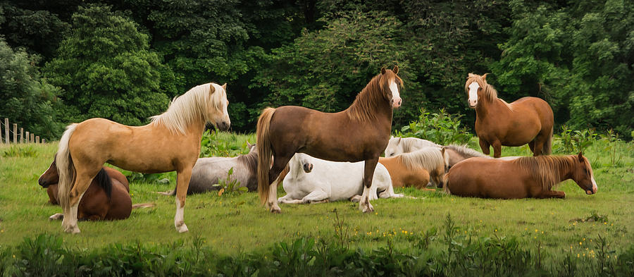 Land of Beautiful Horses Photograph by Veli Bariskan