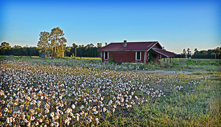 Land of Cotton Photograph by Linda Brown