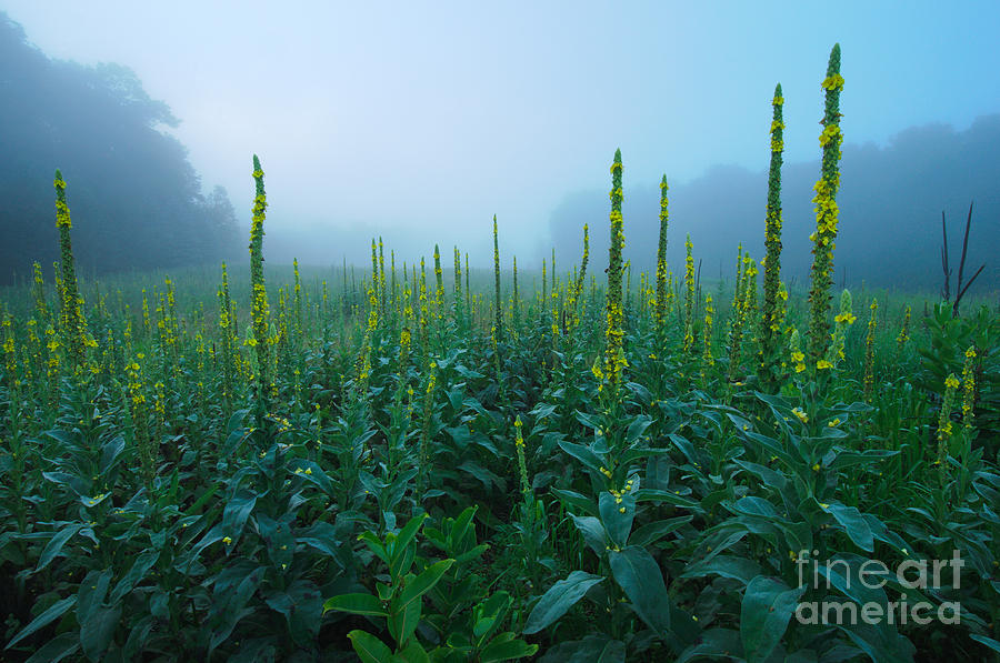 Land of the Great Mullein - New England Wildflowers Photograph by JG Coleman