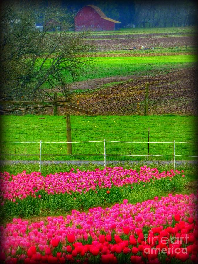 Land Of Tulips Photograph by Susan Garren