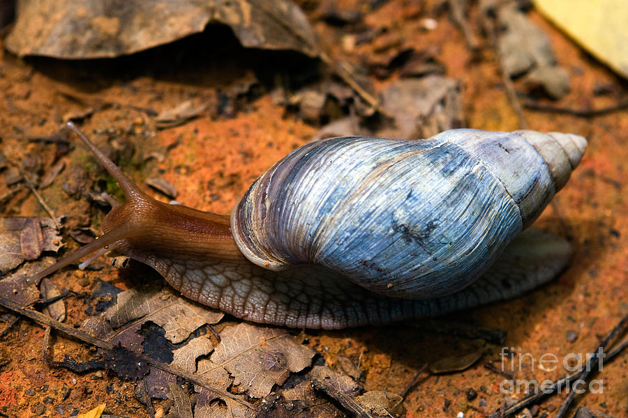 Land Snail, Seychelles Photograph by Tim Holt