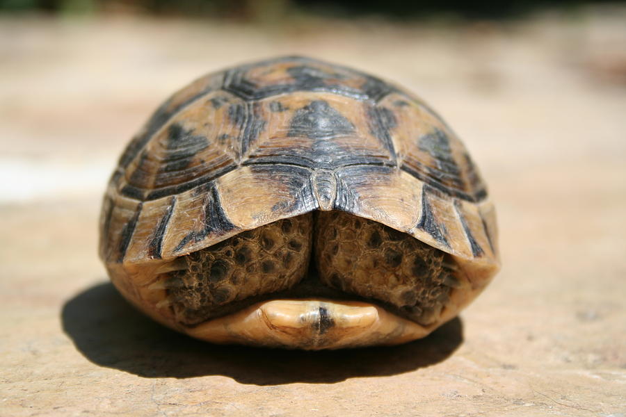 Land Turtle Hiding In Its Shell Photograph by Taiche Acrylic Art - Pixels